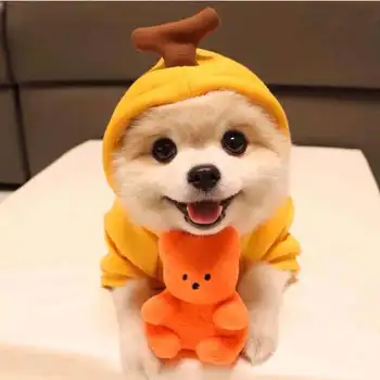 Kutya őszi Téli Pulcsik Aranyos Gyümölcs Pet Kosztüm Kabát, Ruha francia Bulldog Teddy Wear Kiskutya Kellékek
